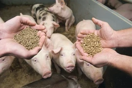 Nông dân "điêu đứng" vì giá thức ăn chăn nuôi