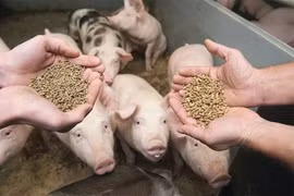 Nông dân "điêu đứng" vì giá thức ăn chăn nuôi