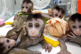 Khỉ mang não người – “ác mộng đạo đức”