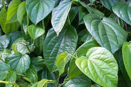 Trầu không trị bệnh đường tiêu hóa