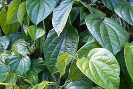 Trầu không trị bệnh đường tiêu hóa