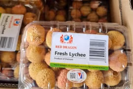 Vải thiều gắn tem truy xuất nguồn gốc lần đầu sang Pháp