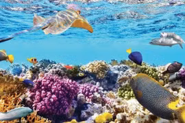 Phần lớn đại dương vẫn chưa được khám phá