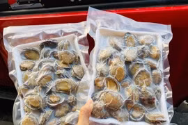 Cẩn thận với bào ngư giá rẻ