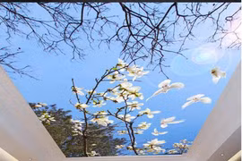 Trần nhà 3D đẹp kinh ngạc