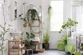 Tránh lạm dụng trồng cây trong nhà