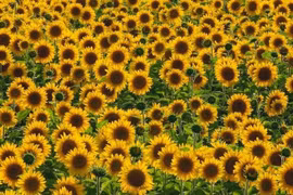 Hoa hướng dương gợi ý khai thác tối đa năng lượng mặt trời 