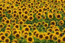 Hoa hướng dương gợi ý khai thác tối đa năng lượng mặt trời 