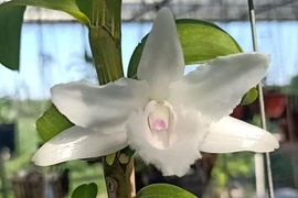 Tạo ra lan đột biến không khó