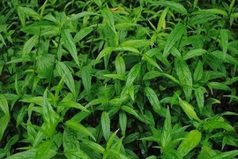 Mảnh cộng - cây rau mát