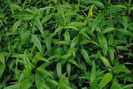 Mảnh cộng - cây rau mát