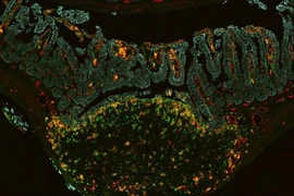 “Cỗ máy thời gian” đo tế bào