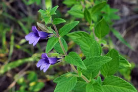 4 thảo dược tốt cho người bị máu nhiễm mỡ