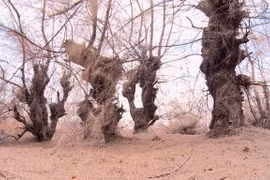 Phú Yên: Hàng trăm hécta rừng phòng hộ chết khô