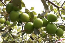  Điều kiện bảo hộ giống cây trồng