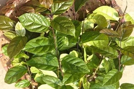 Cây xạ đen chữa được ung thư?