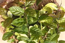 Cây xạ đen chữa được ung thư?