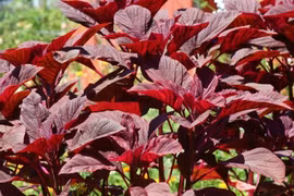 Loại rau giàu canxi nên bổ sung hàng ngày