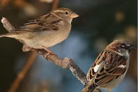 Chim sẻ đã tiến hóa như thế nào trong xã hội loài người?