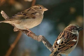 Chim sẻ đã tiến hóa như thế nào trong xã hội loài người?