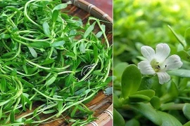 Rau sam trắng trị bệnh suy giảm trí nhớ