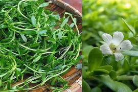 Rau sam trắng trị bệnh suy giảm trí nhớ