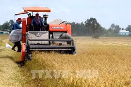 Xây dựng chuỗi liên kết từ sản xuất đến tiêu thụ giúp người nông dân nâng cao năng suất và lợi nhuận. Ảnh: Bùi Giang- TTXVN