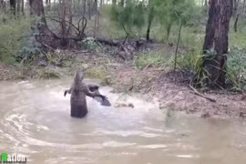 Chuột túi tấn công chó săn