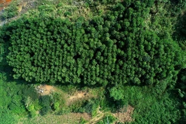 Hình ảnh cây năng lượng trồng tại mỏ Núi Pháo.