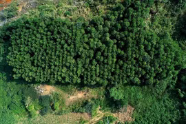 Hình ảnh cây năng lượng trồng tại mỏ Núi Pháo.