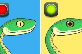 Bí kíp nhận diện rắn có độc hay không từ A - Z