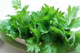 Cầm máu, sát khuẩn từ dược liệu tự nhiên