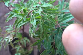 Đinh lăng chữa sốt và mệt mỏi