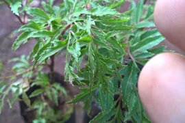 Đinh lăng chữa sốt và mệt mỏi