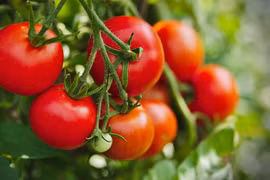 Cà chua điều trị tăng huyết áp