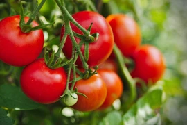 Cà chua điều trị tăng huyết áp