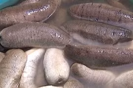  Hải sâm chữa u xơ tiền liệt tuyến