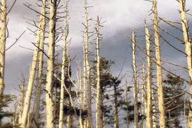 Ảnh hưởng của mưa axit