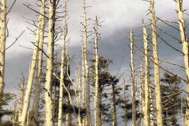 Ảnh hưởng của mưa axit