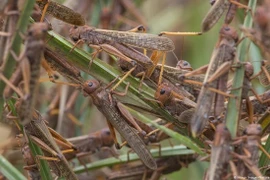 Châu chấu từ Trung Quốc vào Việt Nam phá hoại, rồi lại bay trở về