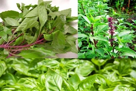 Húng quế chữa viêm mũi dị ứng