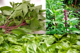 Húng quế chữa viêm mũi dị ứng