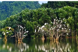 Thế nào là cân bằng sinh thái?