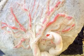 “Thuốc làm từ thịt người” của Trung Quốc xôn xao dư luận thực chất là gì?