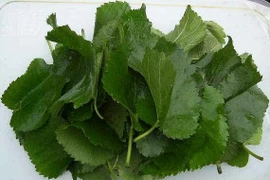 Tóc tốt “như mây” với lá dâu tằm