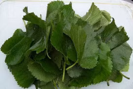 Tóc tốt “như mây” với lá dâu tằm