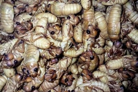 Nguy hiểm tiềm ẩn khi ăn nhộng ve sầu