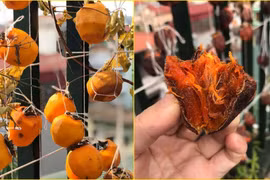 Cảnh giác với hồng sấy giá rẻ