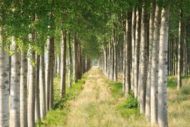 Công nghệ thực vật: Cây dương có khả năng làm sạch môi trường ô nhiễm