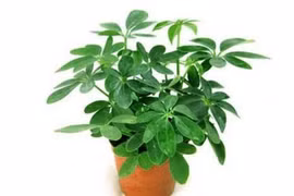  Ngũ da bì chữa viêm da dị ứng